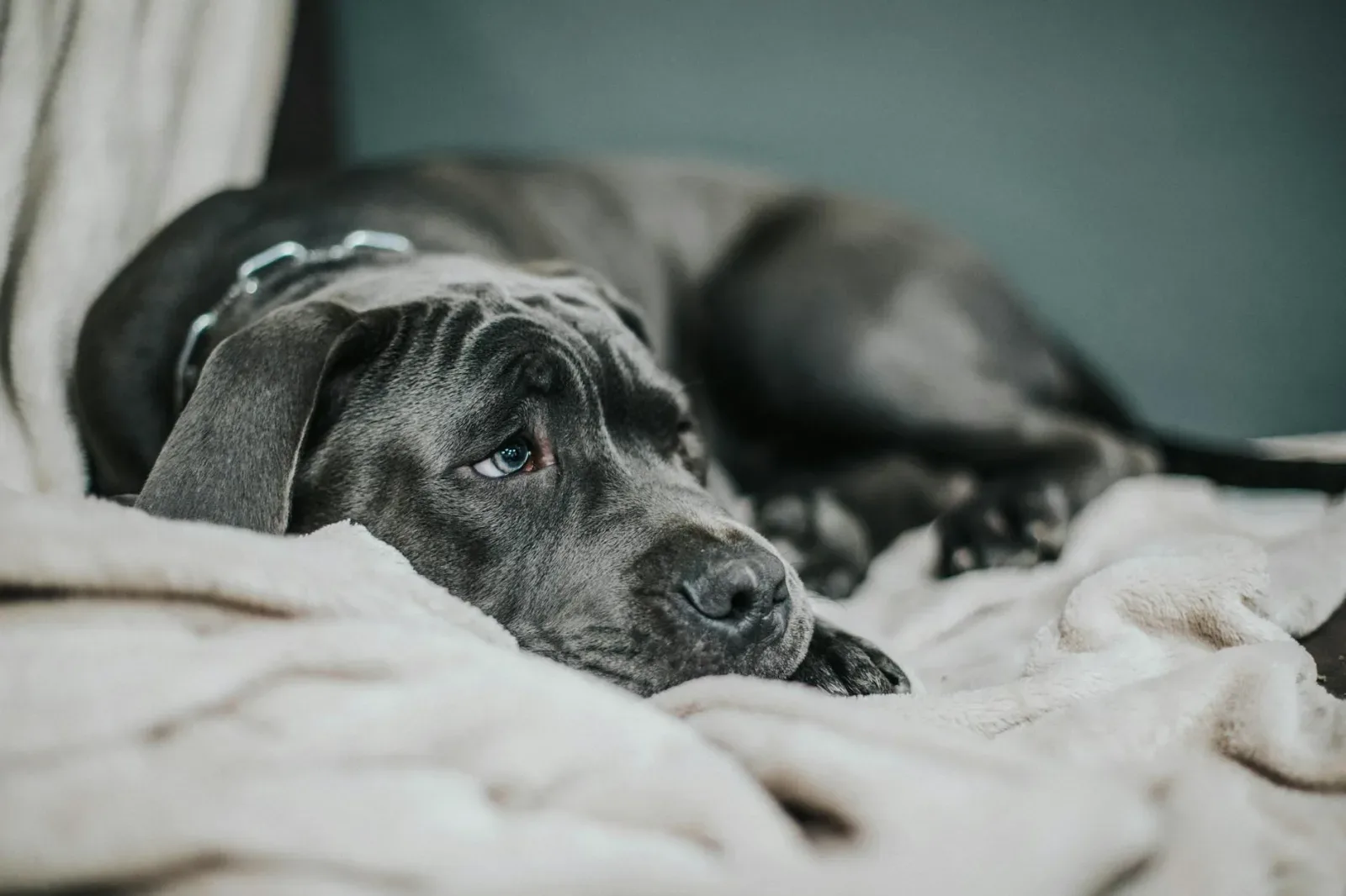 Cane Corso 8