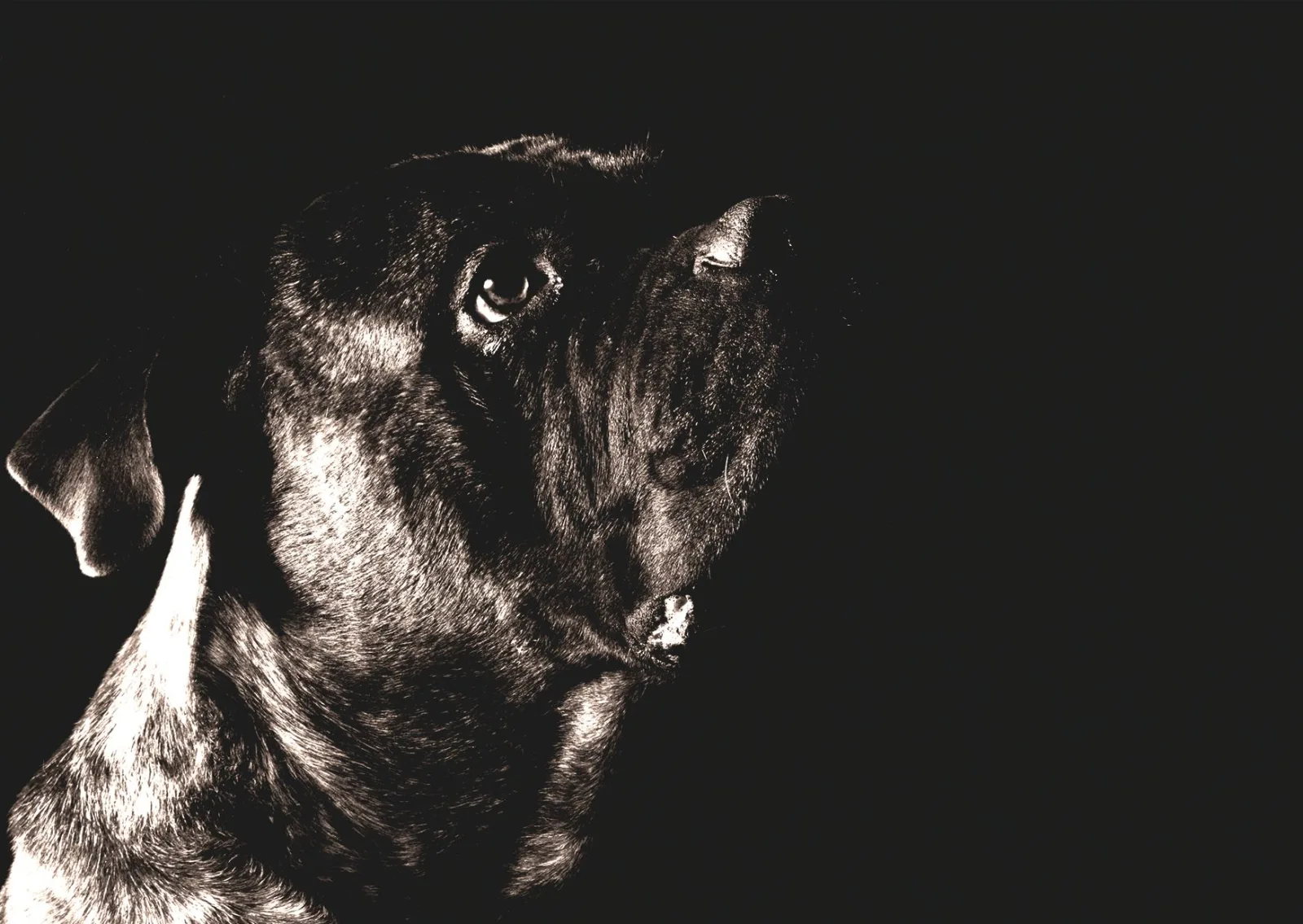 Cane Corso 9