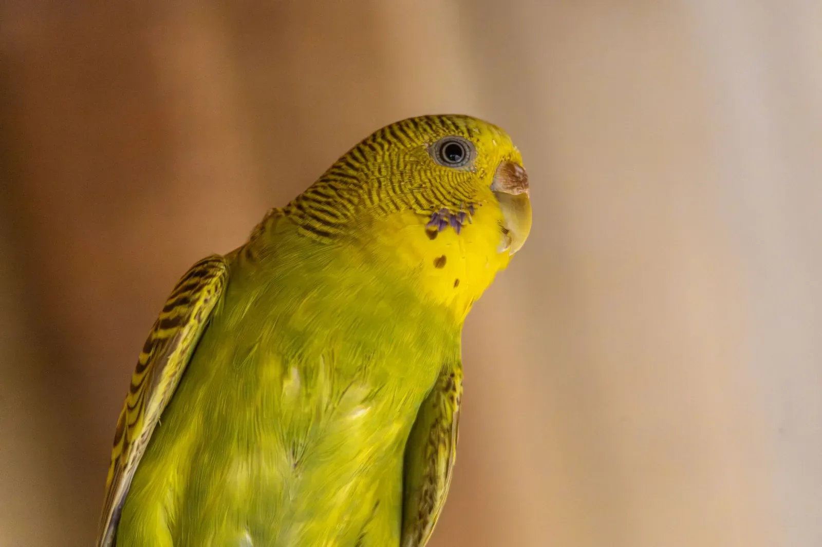 Budgie Care 101: Cage, Diet and Company