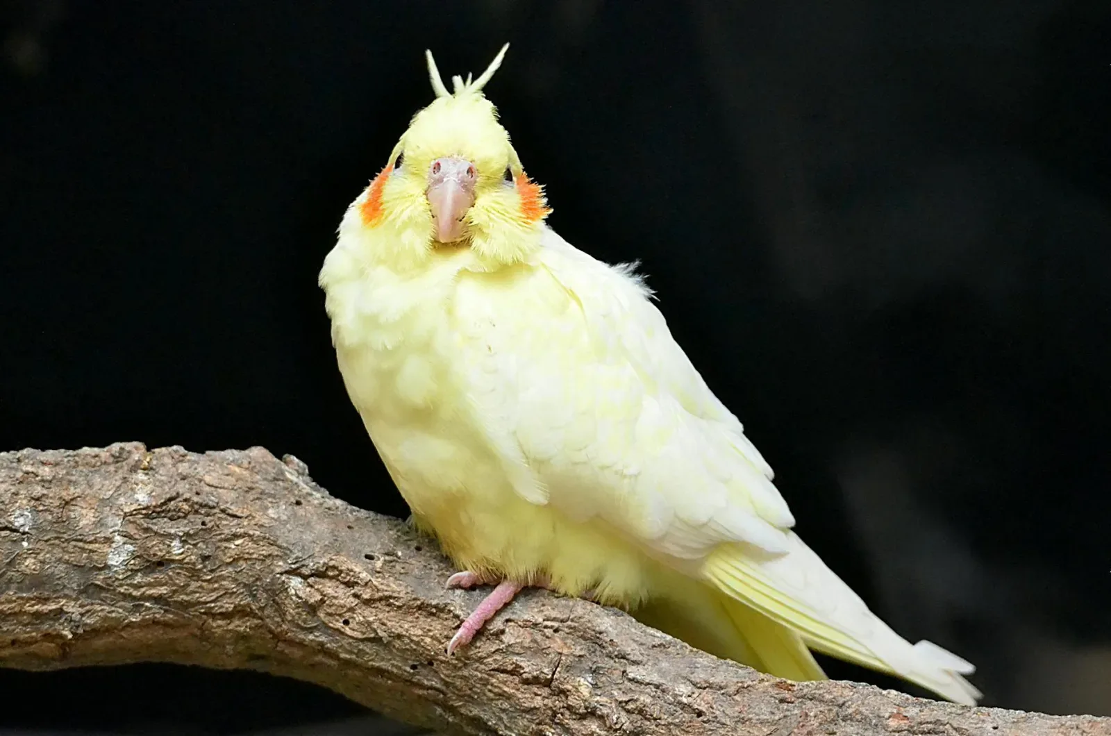 Is a Cockatiel the Right Bird for You?
