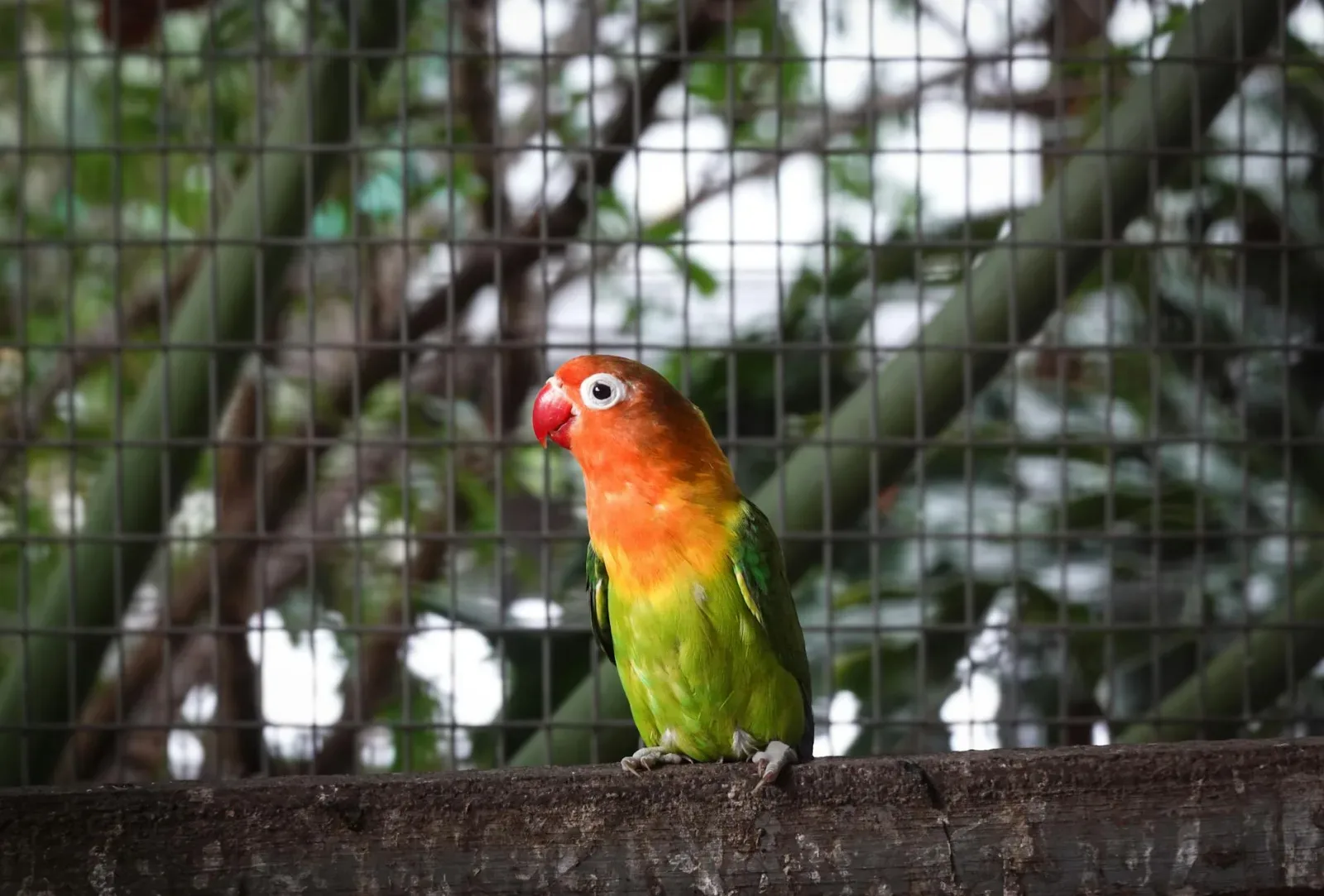 Lovebird Basics: Big Personality, Small Package