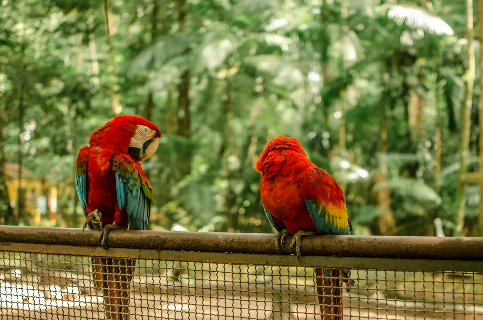 Thinking of a Parrot? What to Know Before You Commit