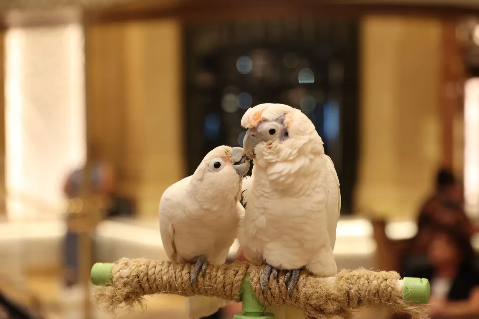Preventing Feather Plucking in Parrots