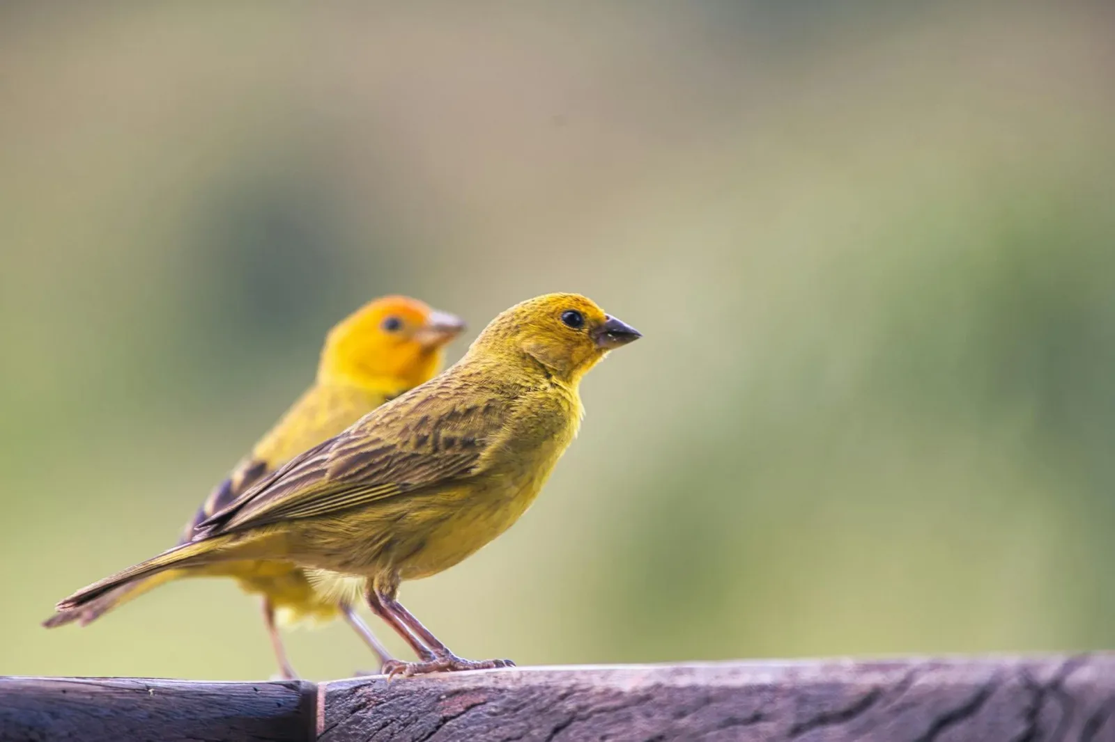Keeping Finches and Canaries: A Gentle Introduction