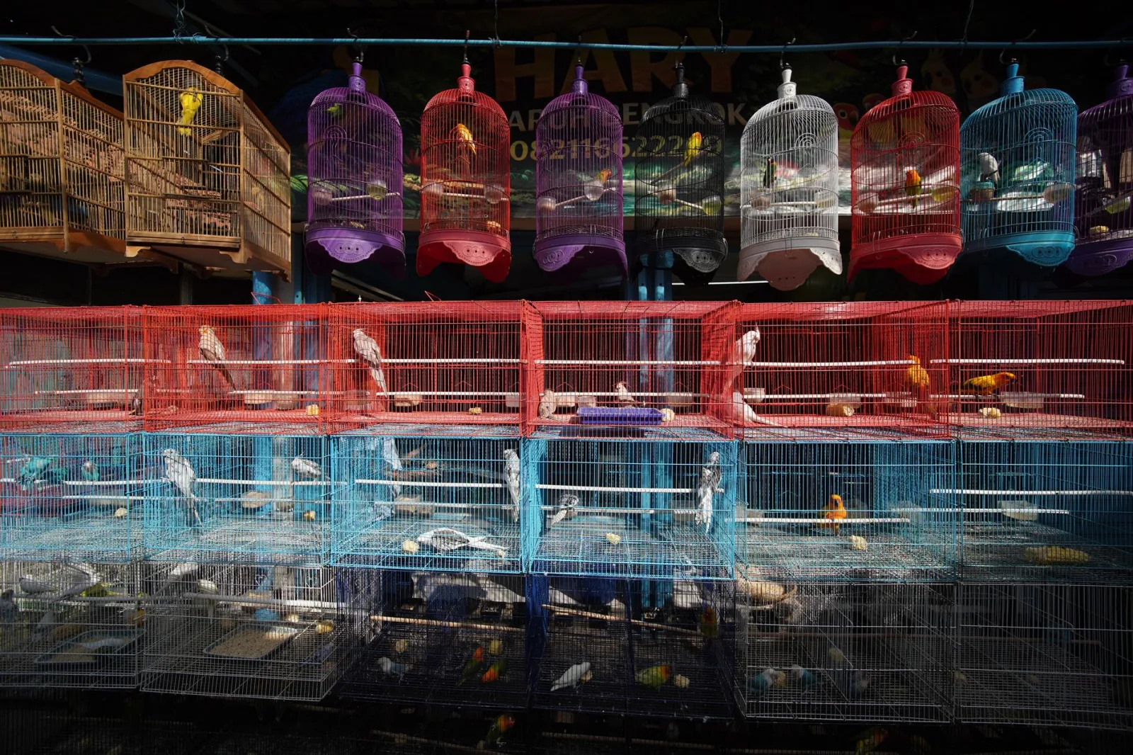 Choosing the Right Pet Bird for Your Lifestyle