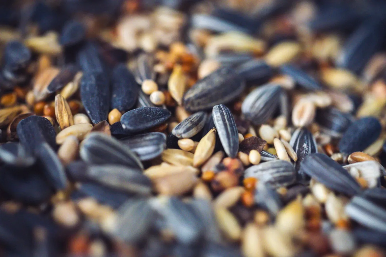 Why an All-Seed Diet Is Slowly Harming Your Bird