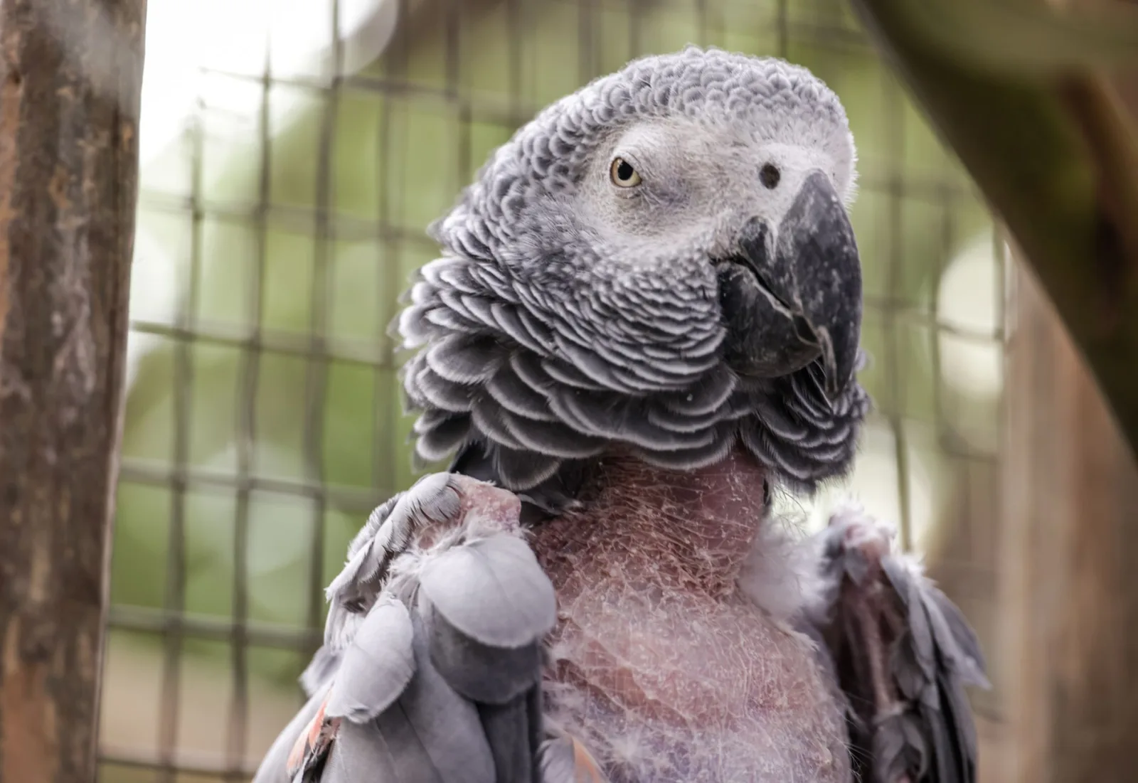 Signs Your Pet Bird Is Unwell