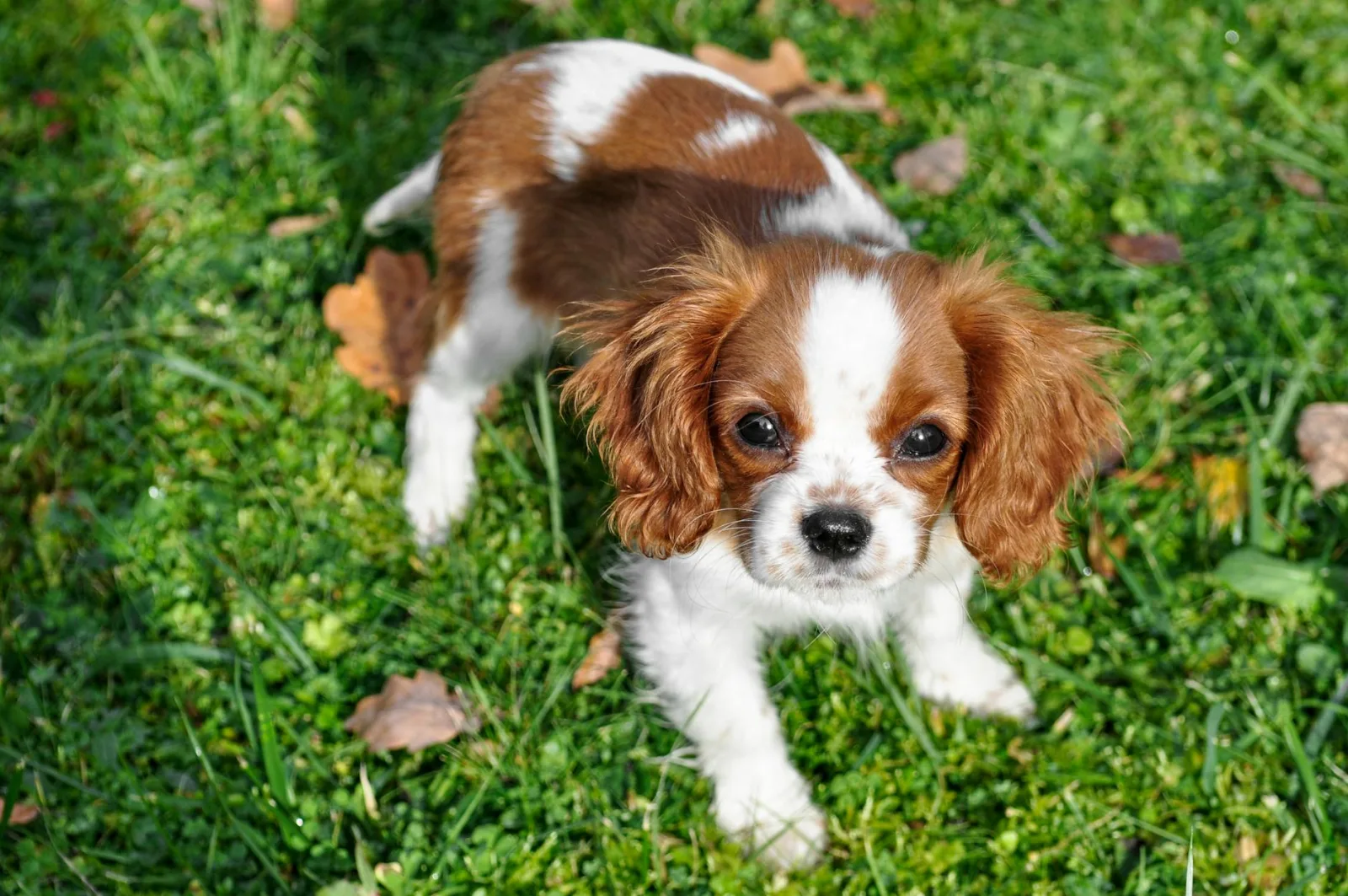 Cavalier King Charles Spaniel 1