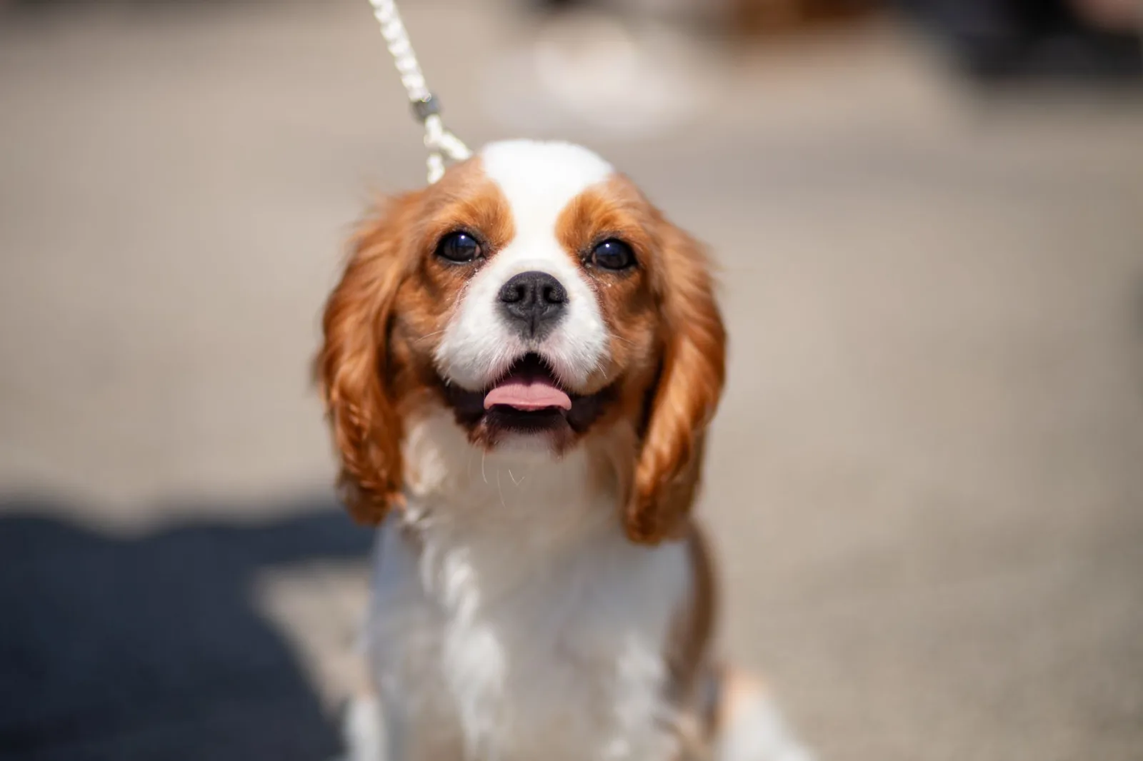 Cavalier King Charles Spaniel 10