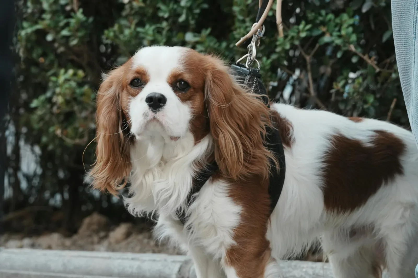Cavalier King Charles Spaniel 2