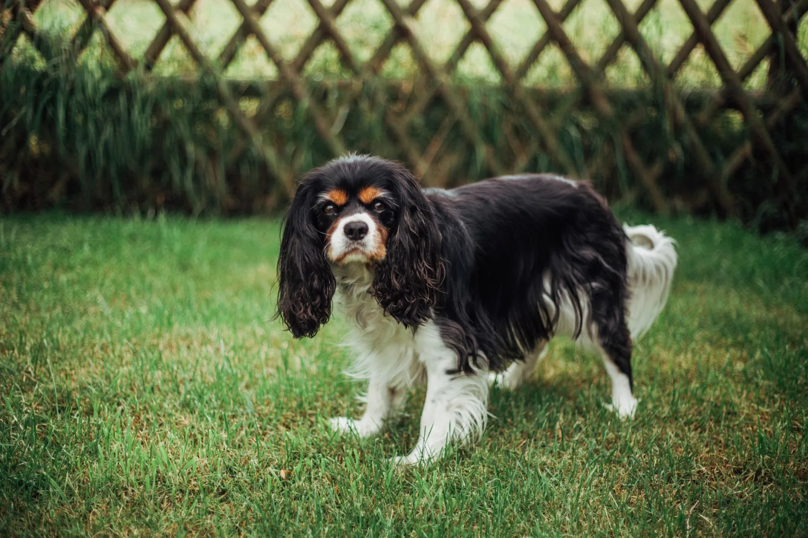 Cavalier King Charles Spaniel 3