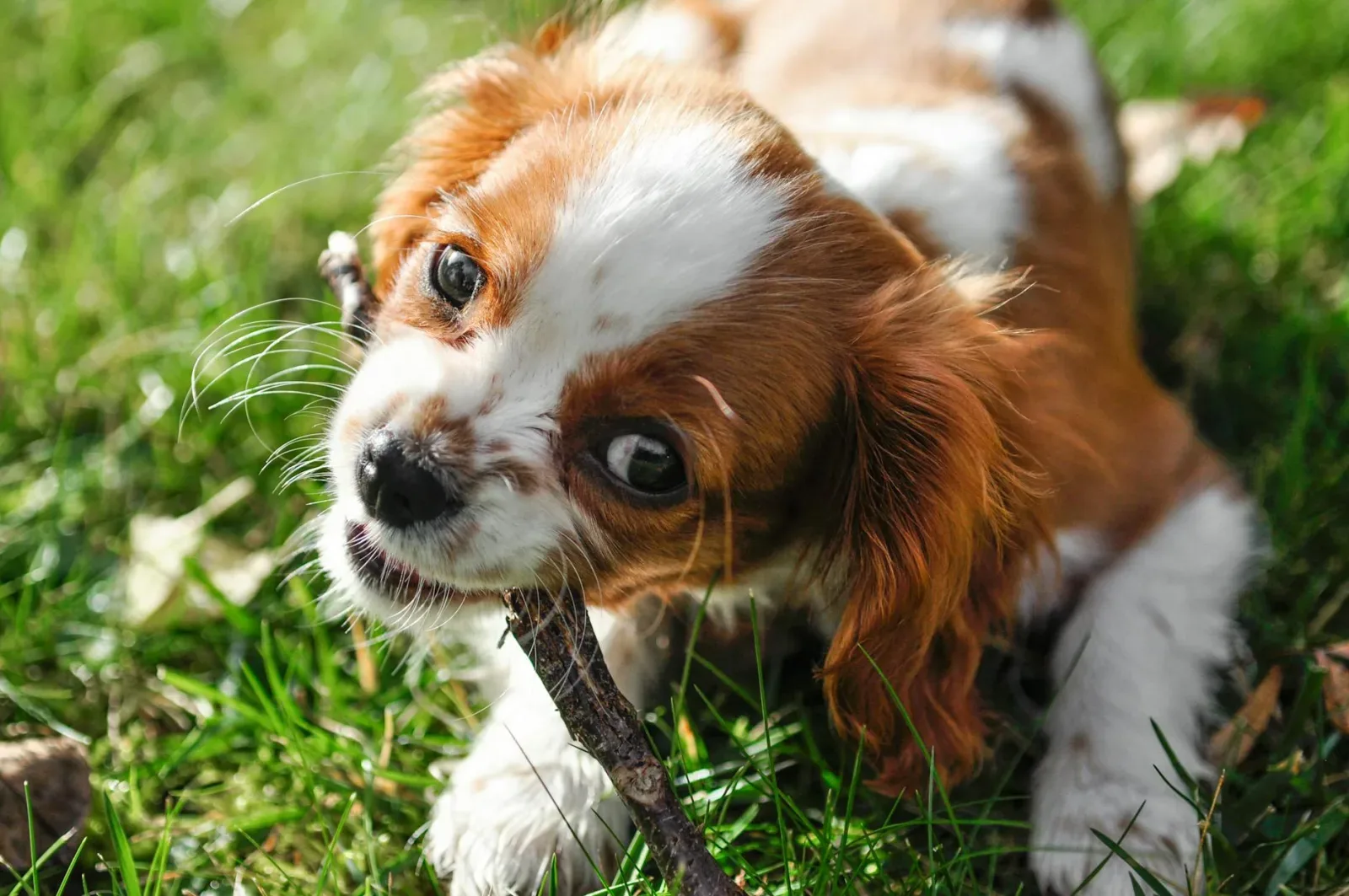 Cavalier King Charles Spaniel 4