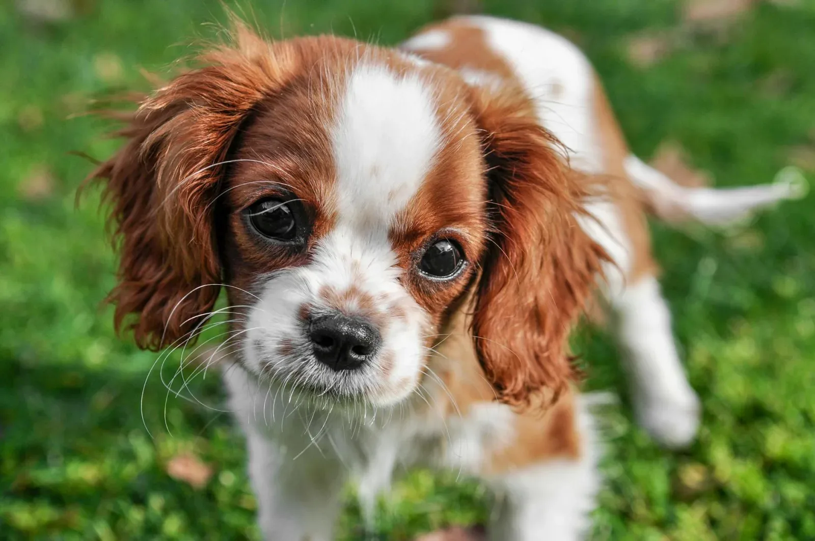 Cavalier King Charles Spaniel 5