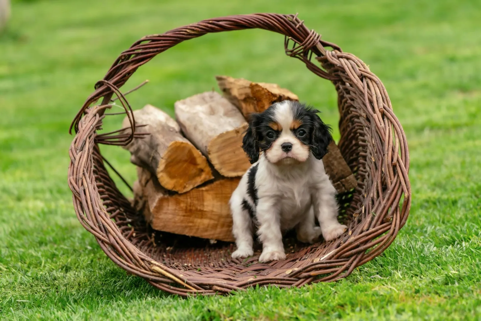 Cavalier King Charles Spaniel 6