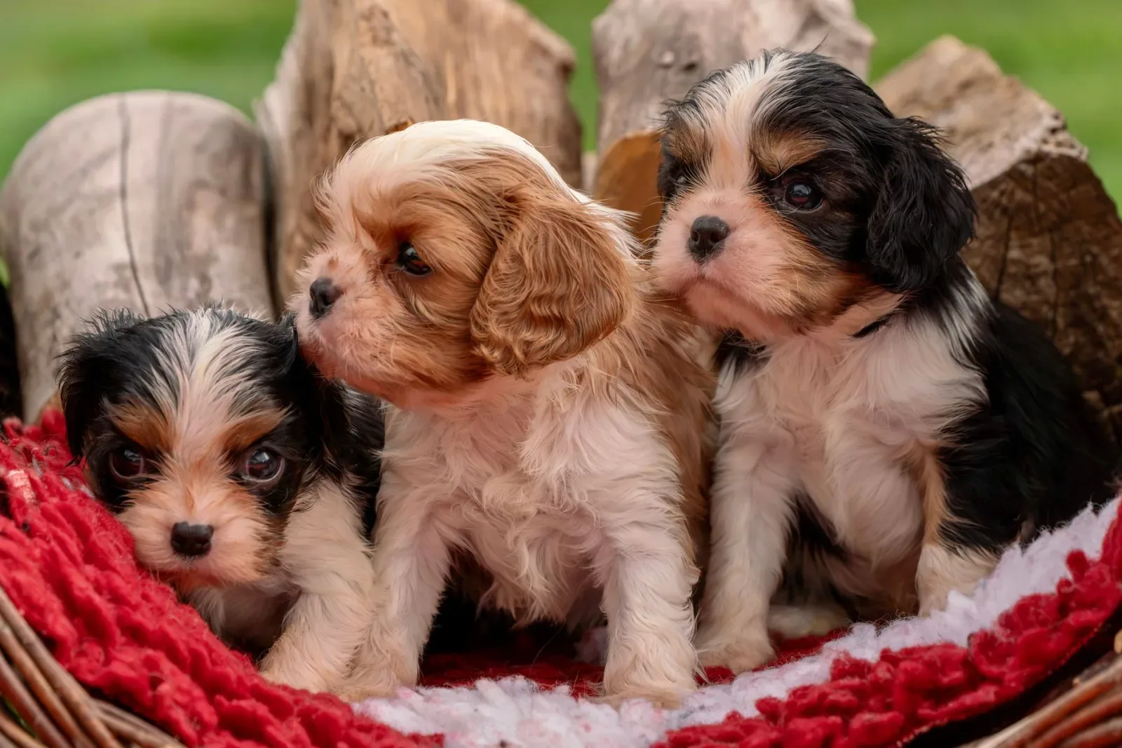 Cavalier King Charles Spaniel 7