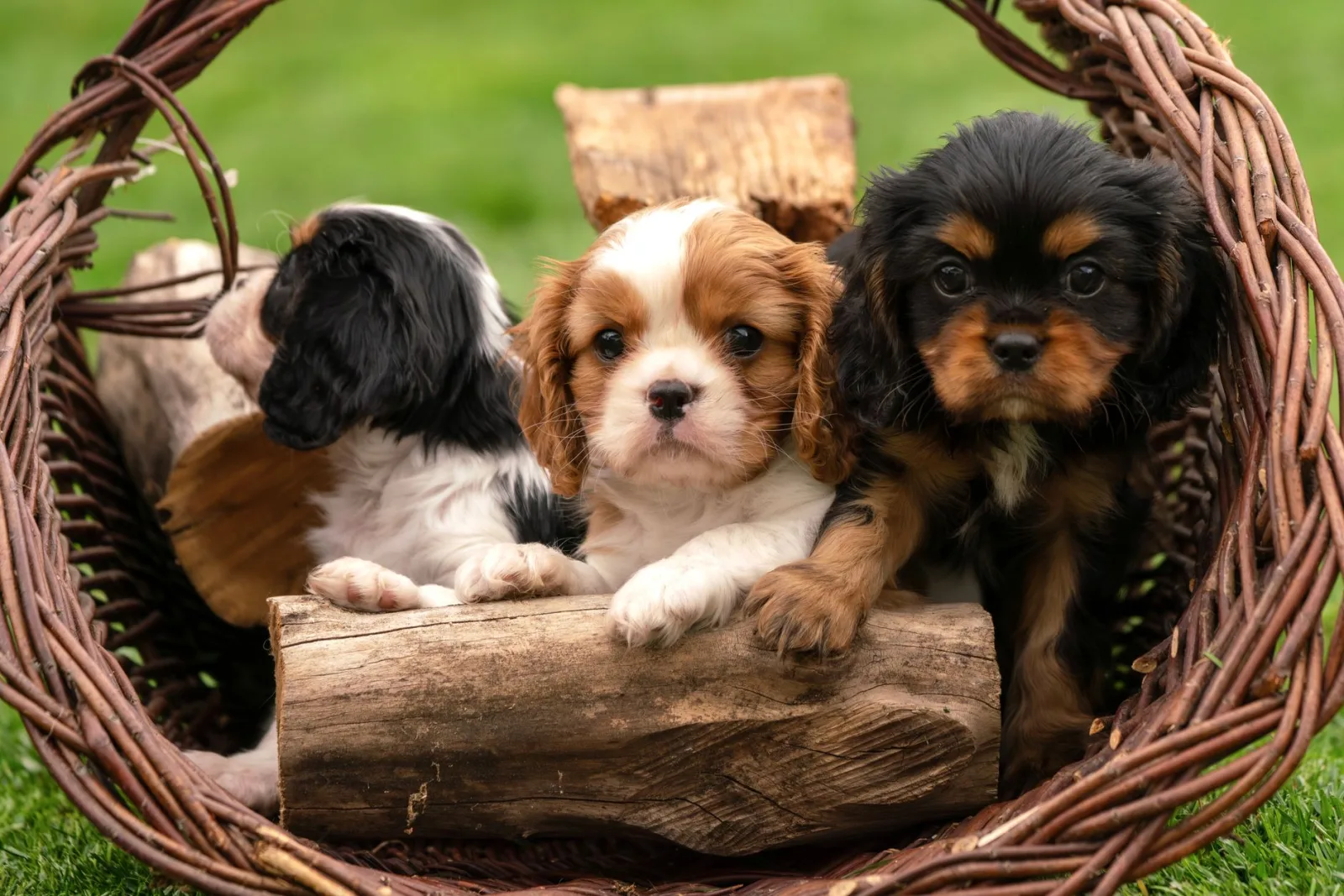 Cavalier King Charles Spaniel 8