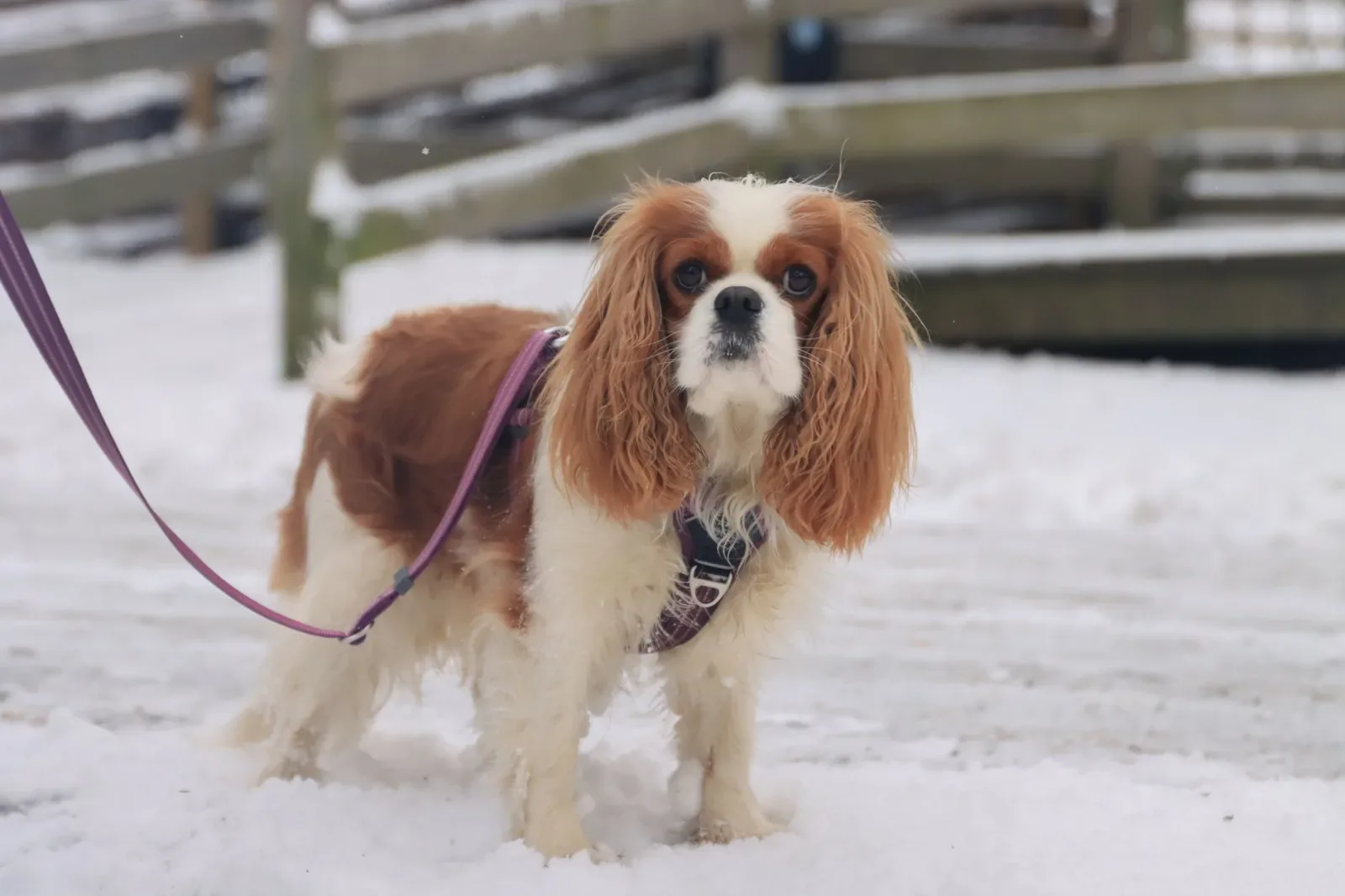 Cavalier King Charles Spaniel 9