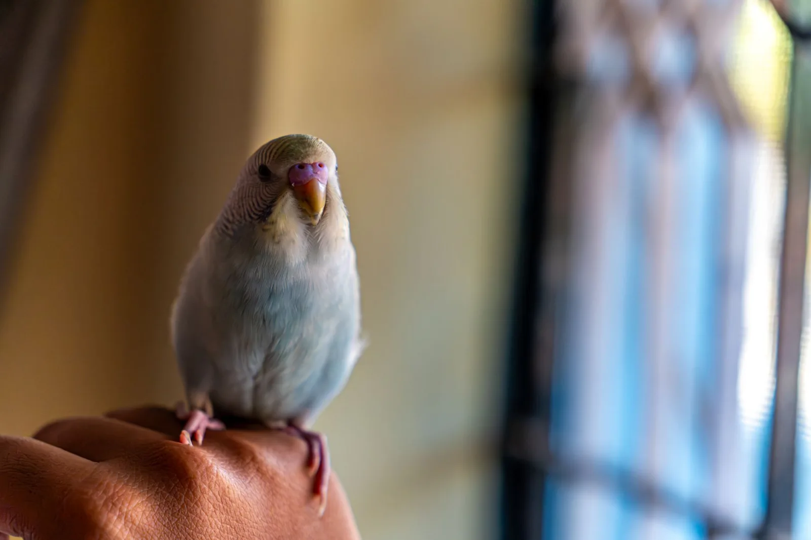 Teaching Your Bird to Step Up