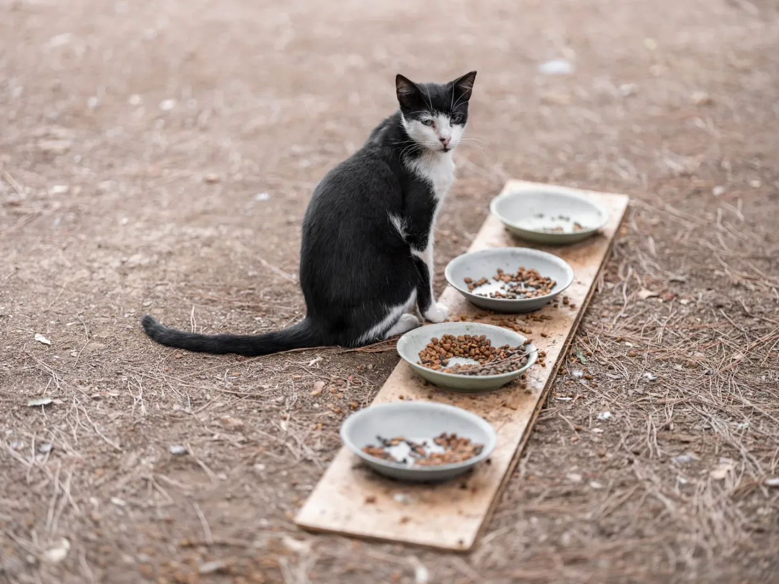 How Much Should You Feed Your Cat?