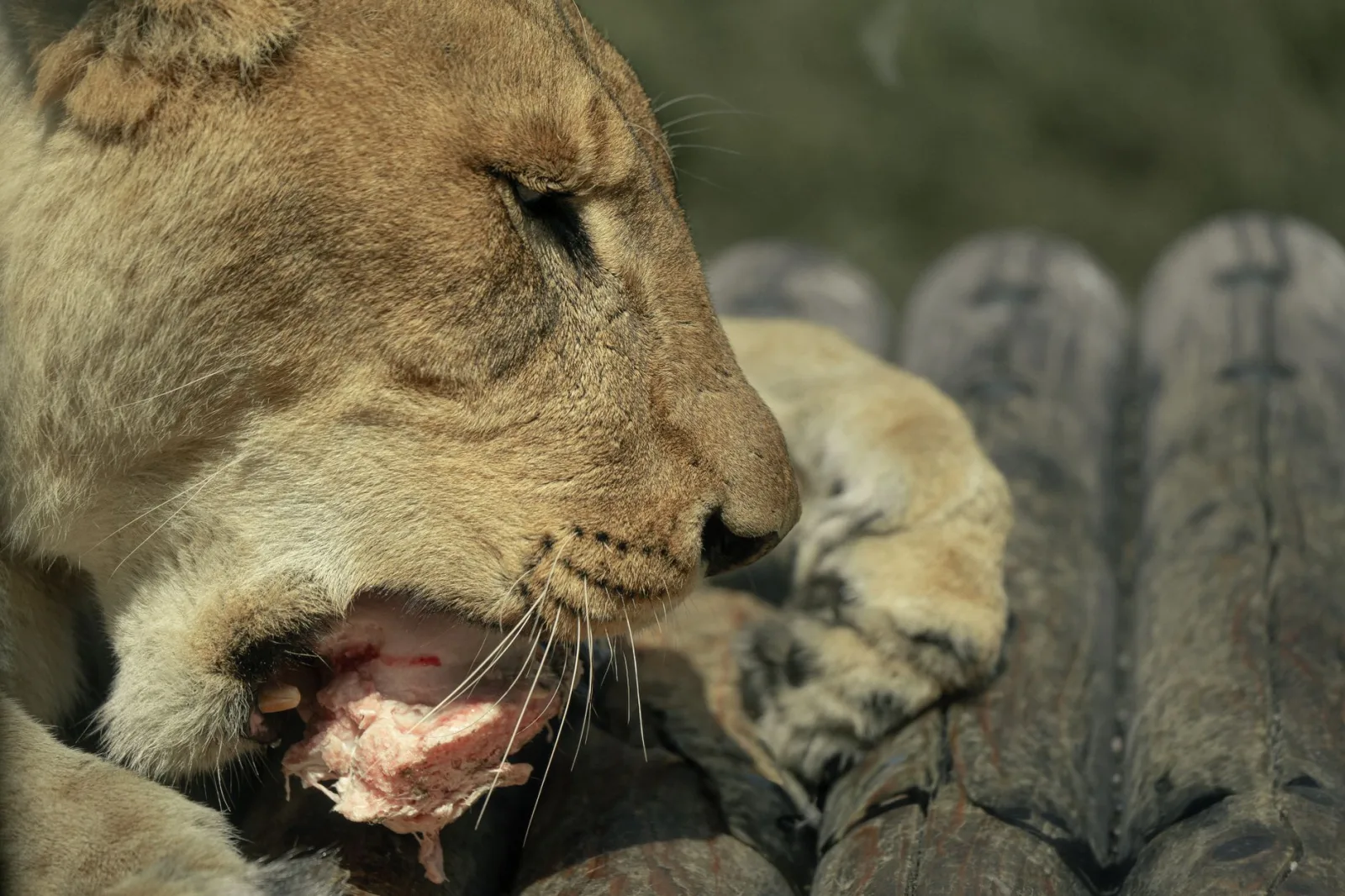 Why Cats Need Meat: Understanding Obligate Carnivores