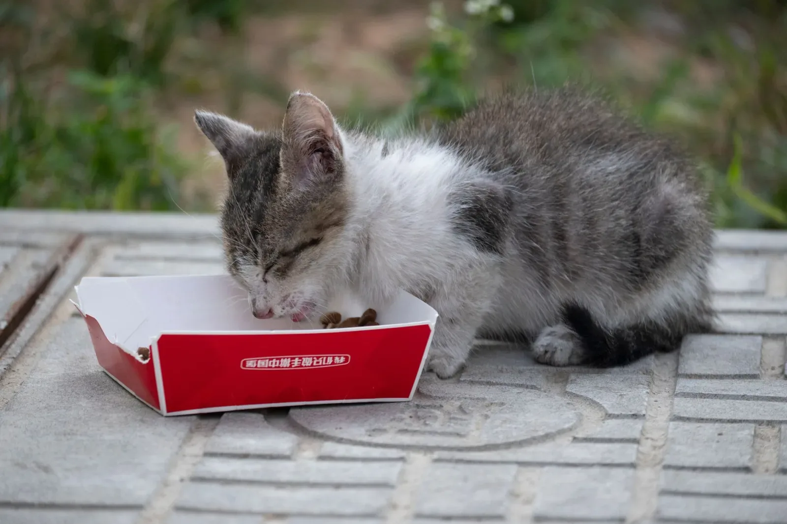 Feeding Kittens: A Growth-Stage Guide