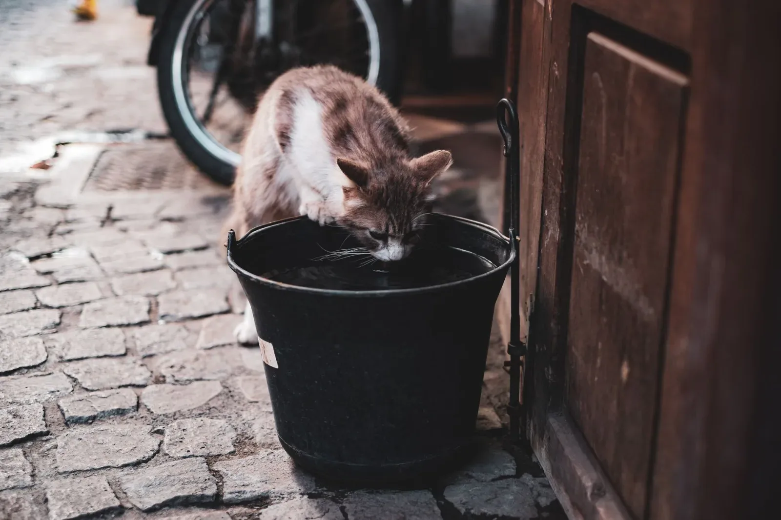Keeping Your Cat Hydrated