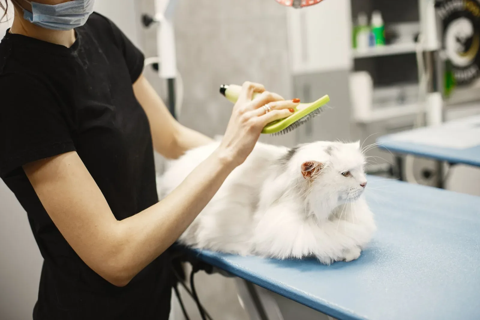 Brushing Your Cat: Coat Types and the Right Tools