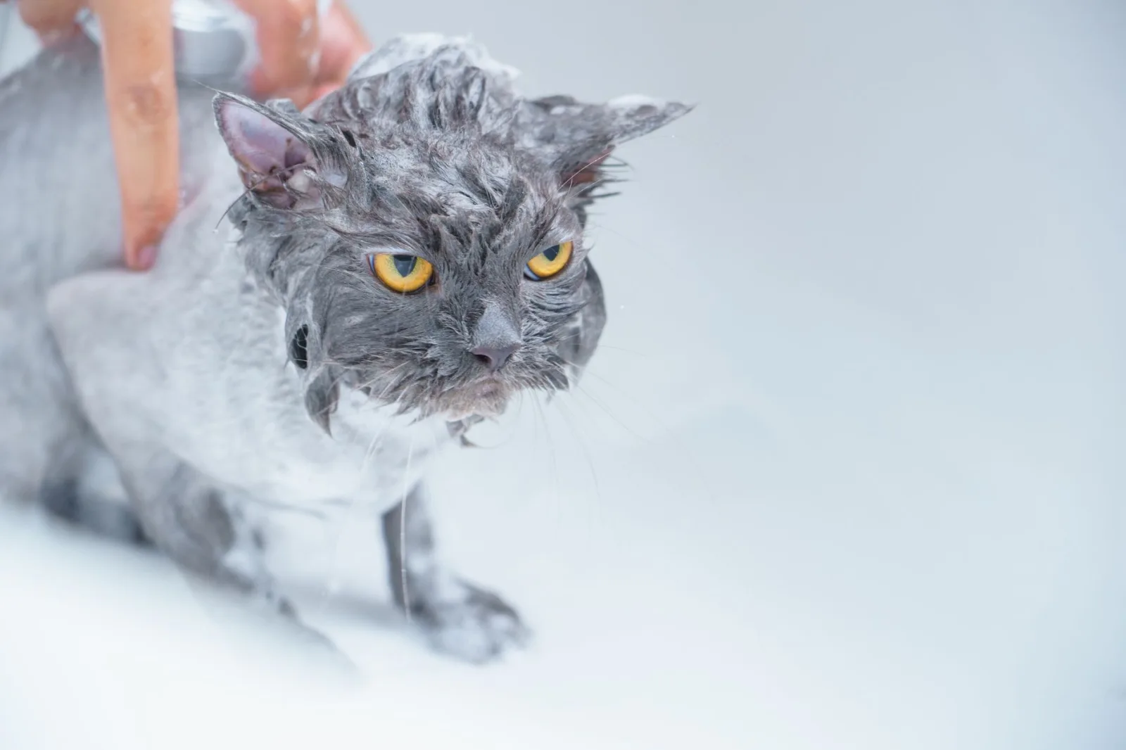 Bathing a Cat (When You Actually Need To)