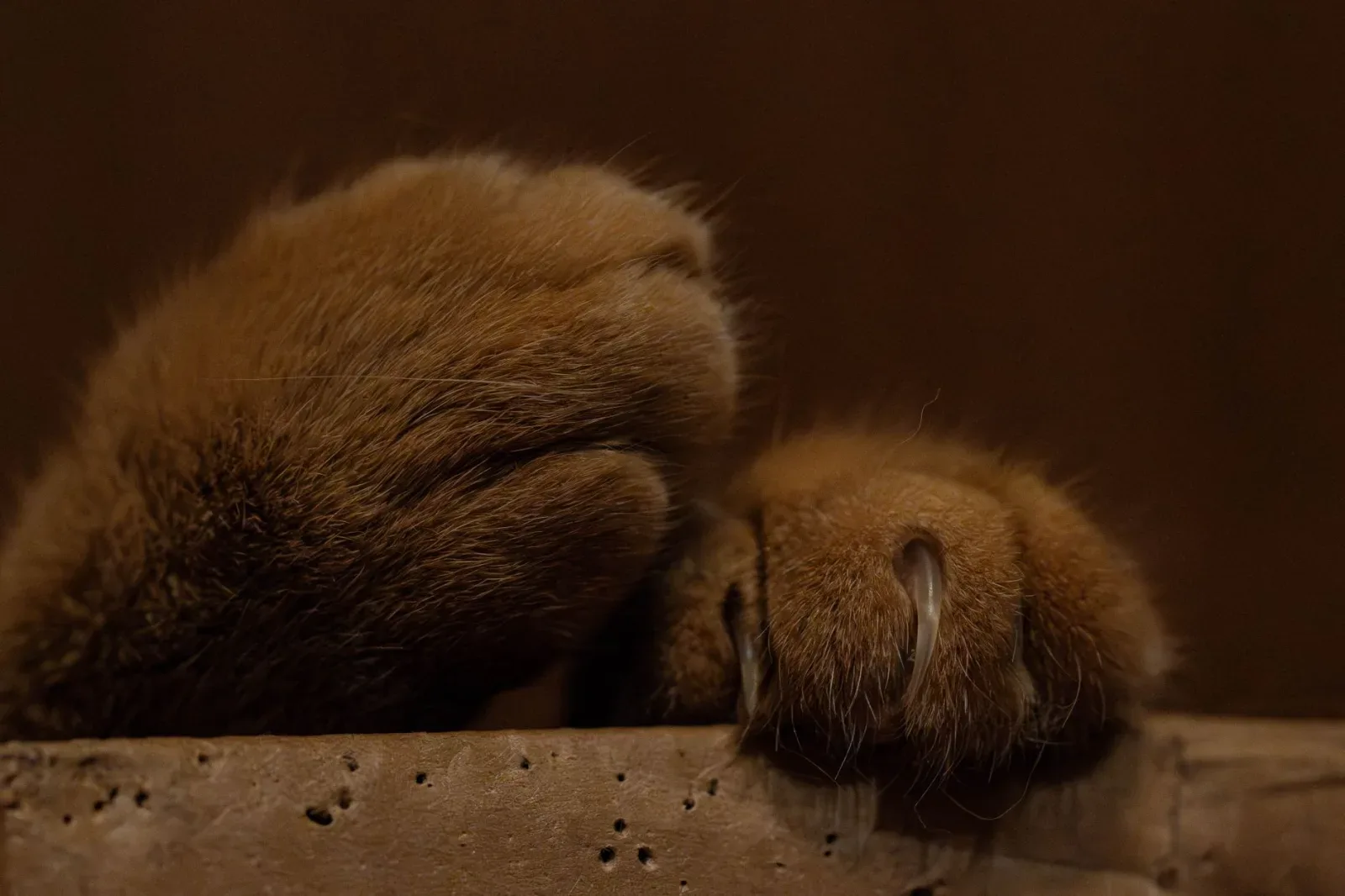 Trimming Your Cat's Claws Safely