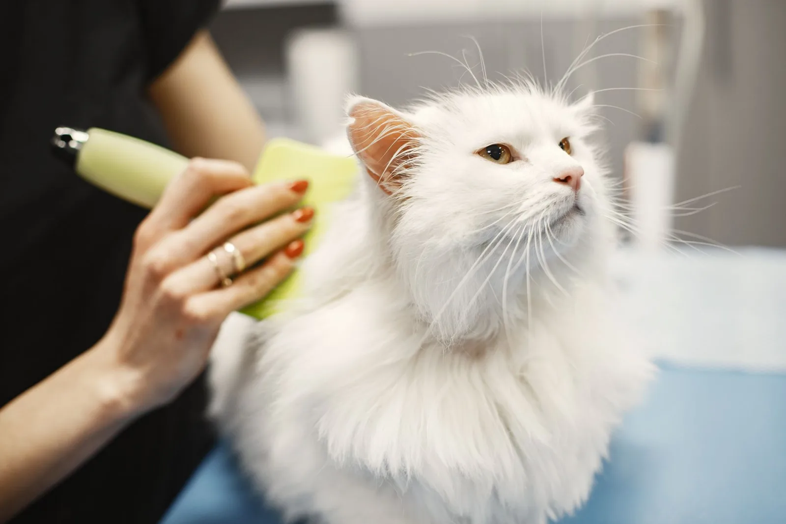 Managing Hairballs in Cats