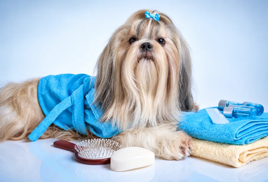 Pet Wellness Beyond the Vet: Mental Health, Sleep, and Reading the Small Signs
