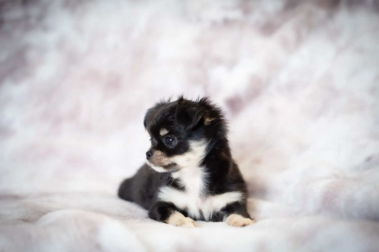 Chihuahua 1