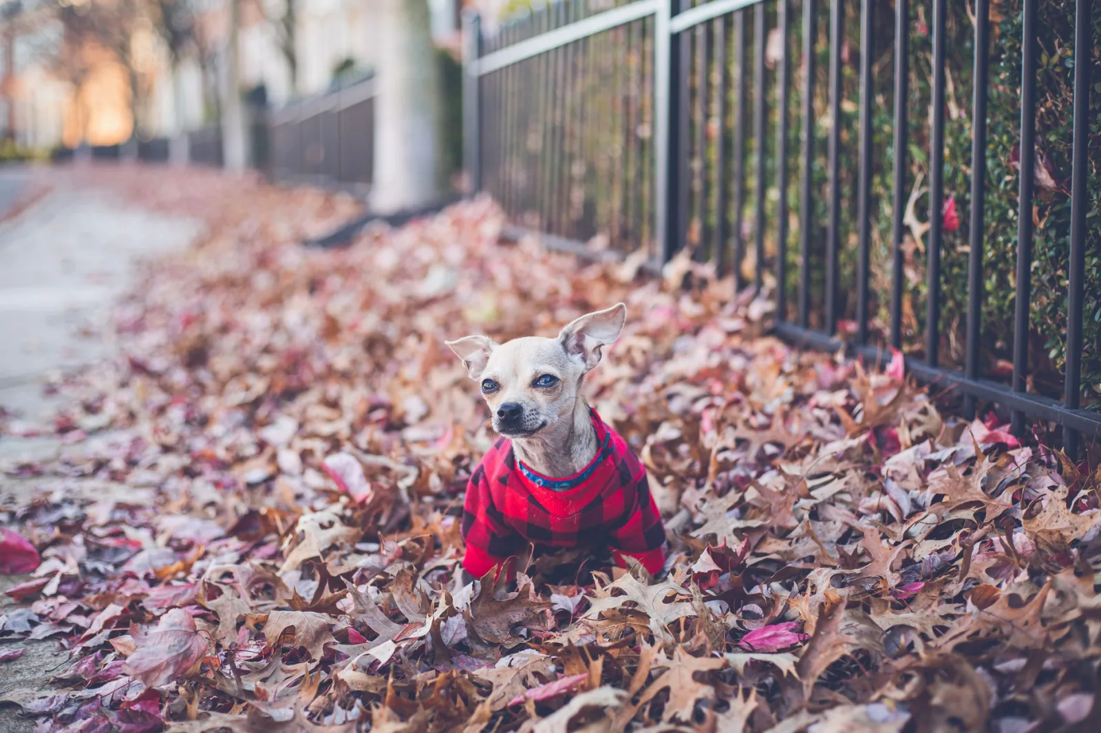Chihuahua 10