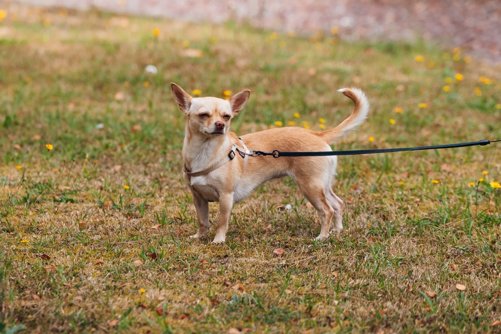 Chihuahua 3