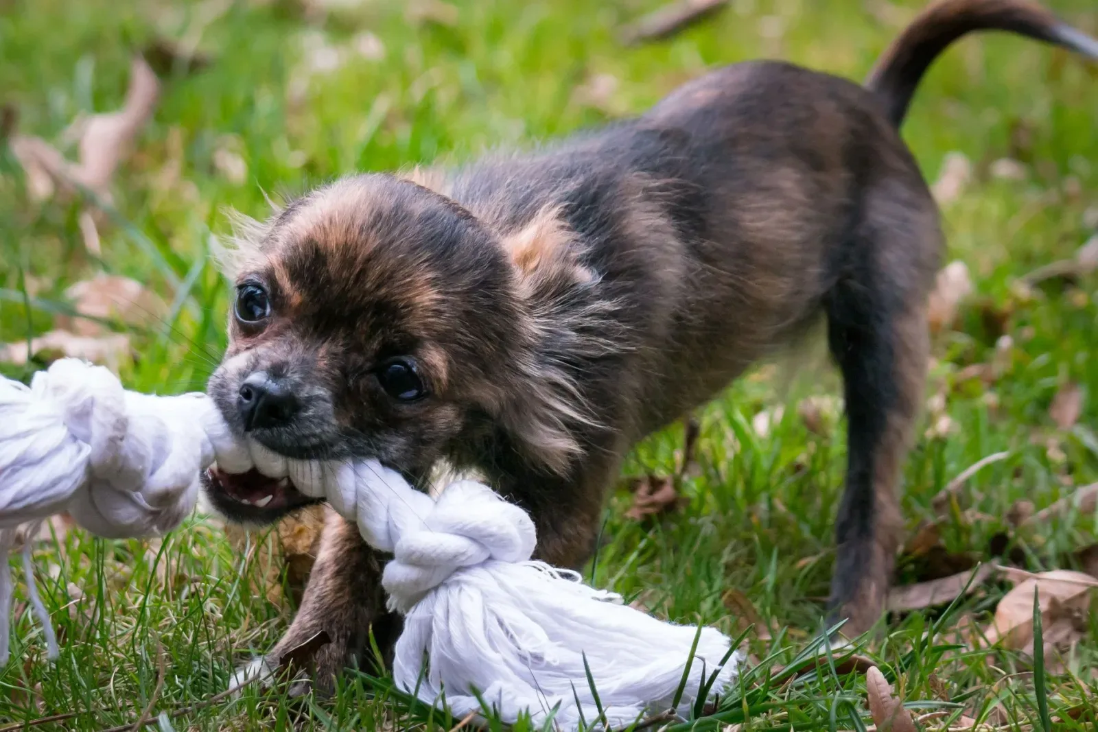 Chihuahua 4