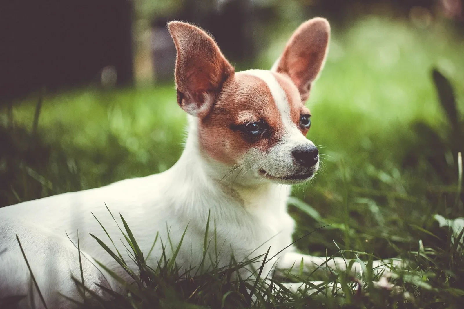 Chihuahua 5