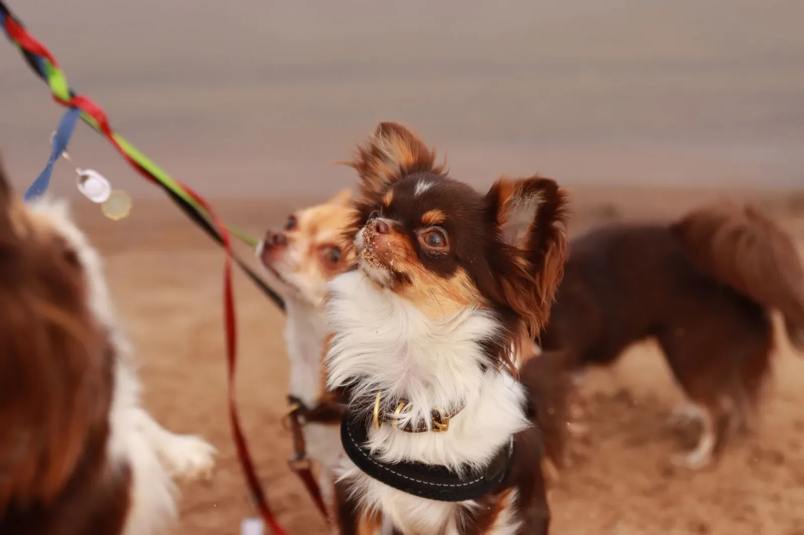 Chihuahua 6