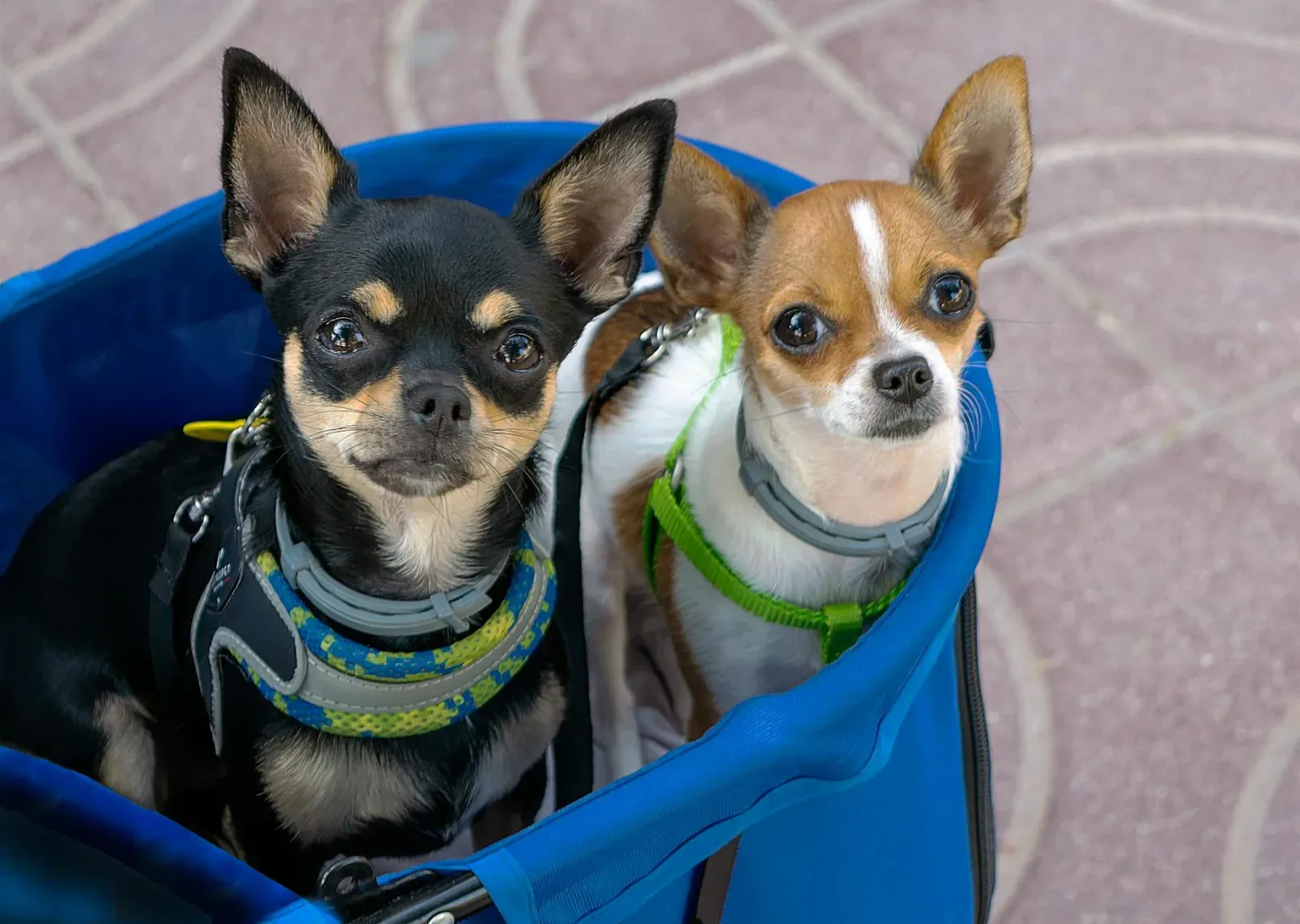 Chihuahua 8
