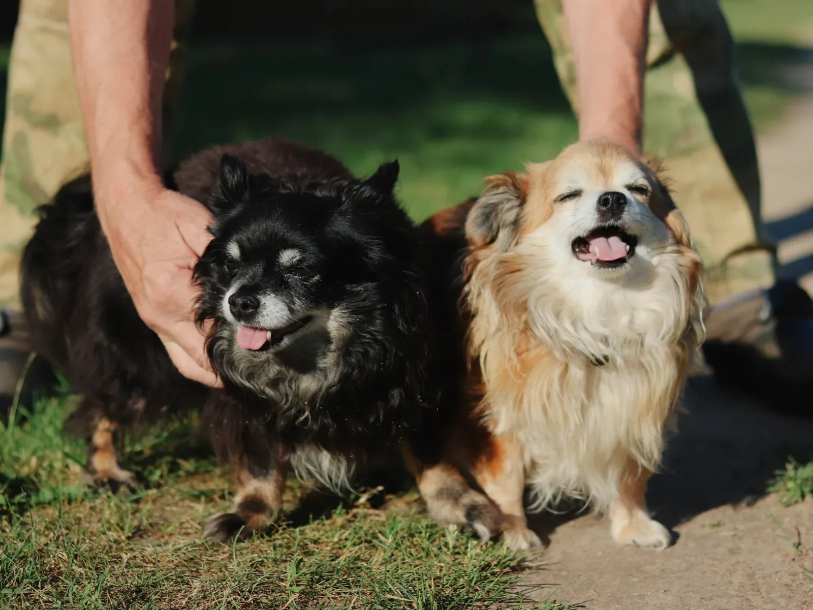Chihuahua 9