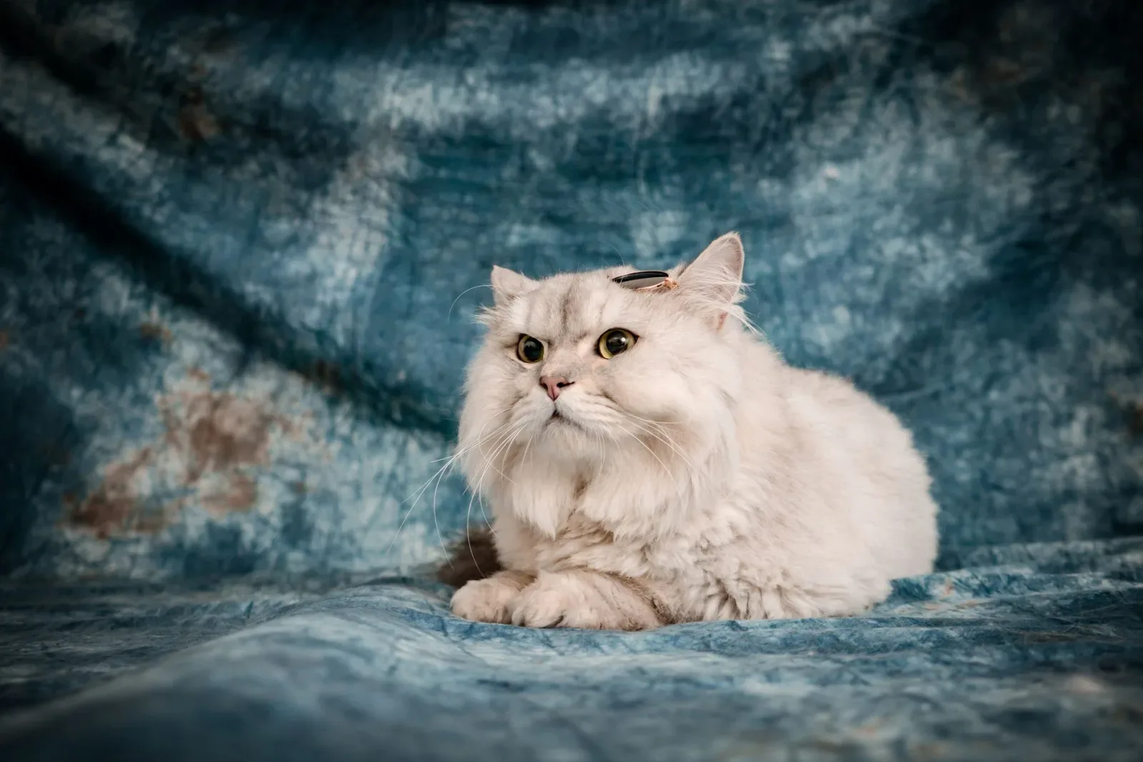 Caring for a Long-Haired Cat's Coat