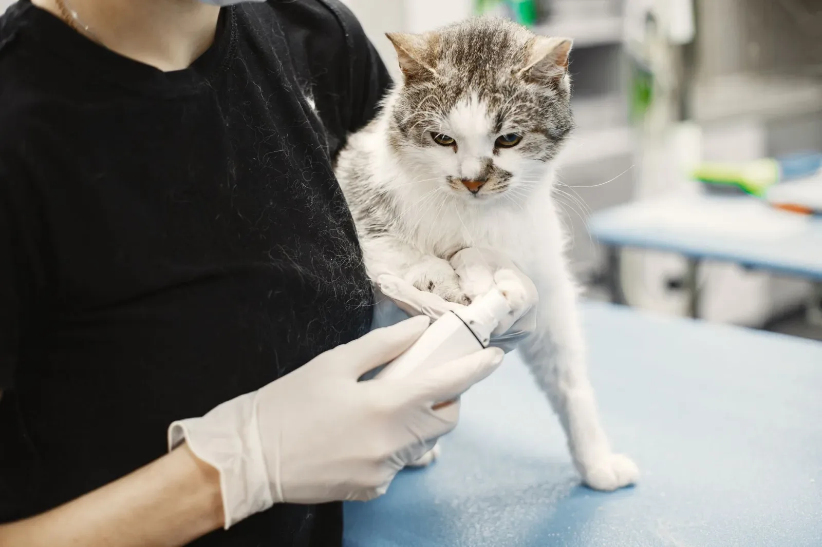 Vaccinations and Vet Visits: A Cat Owner's Schedule