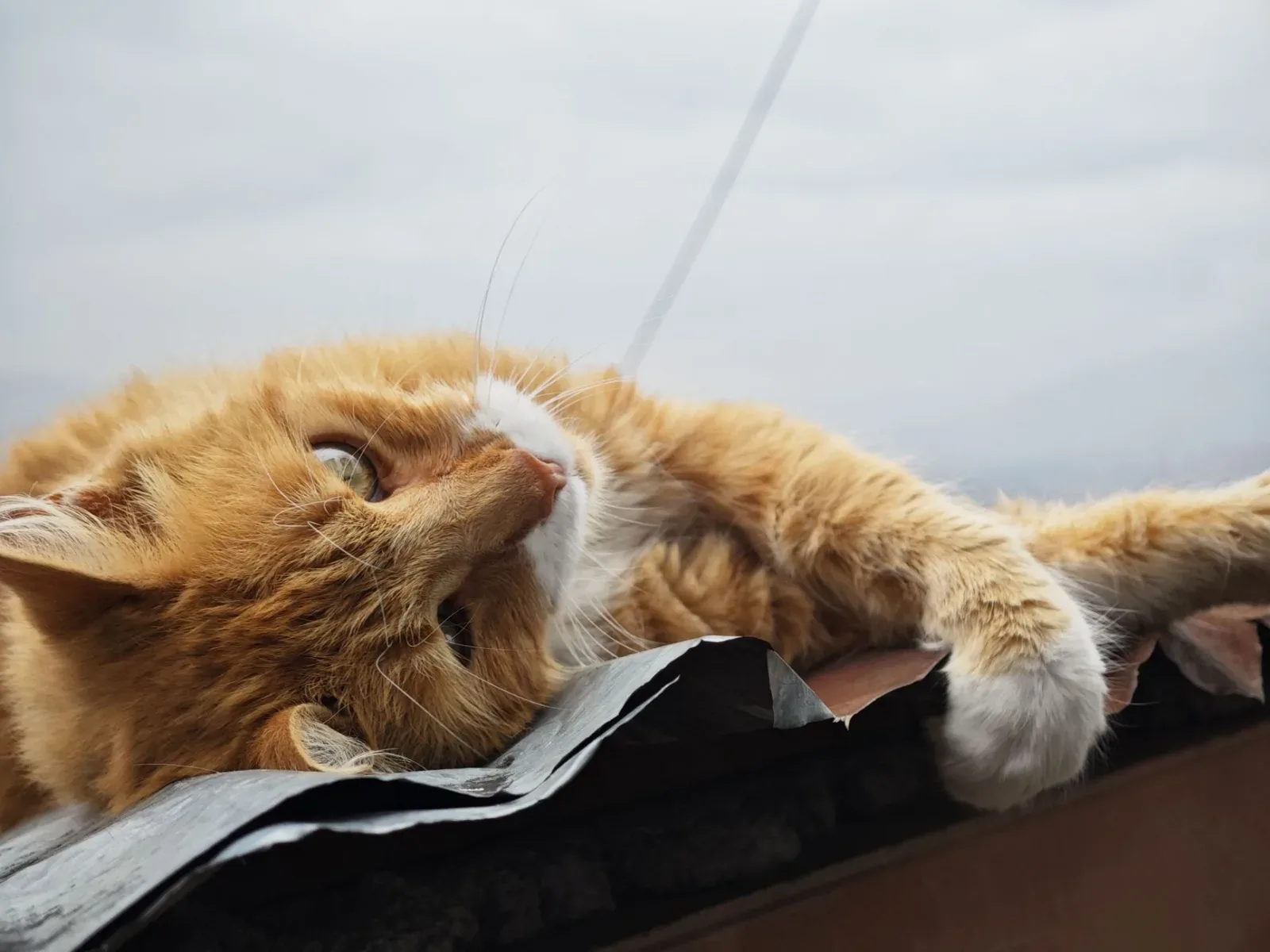 Recognising Pain in Cats