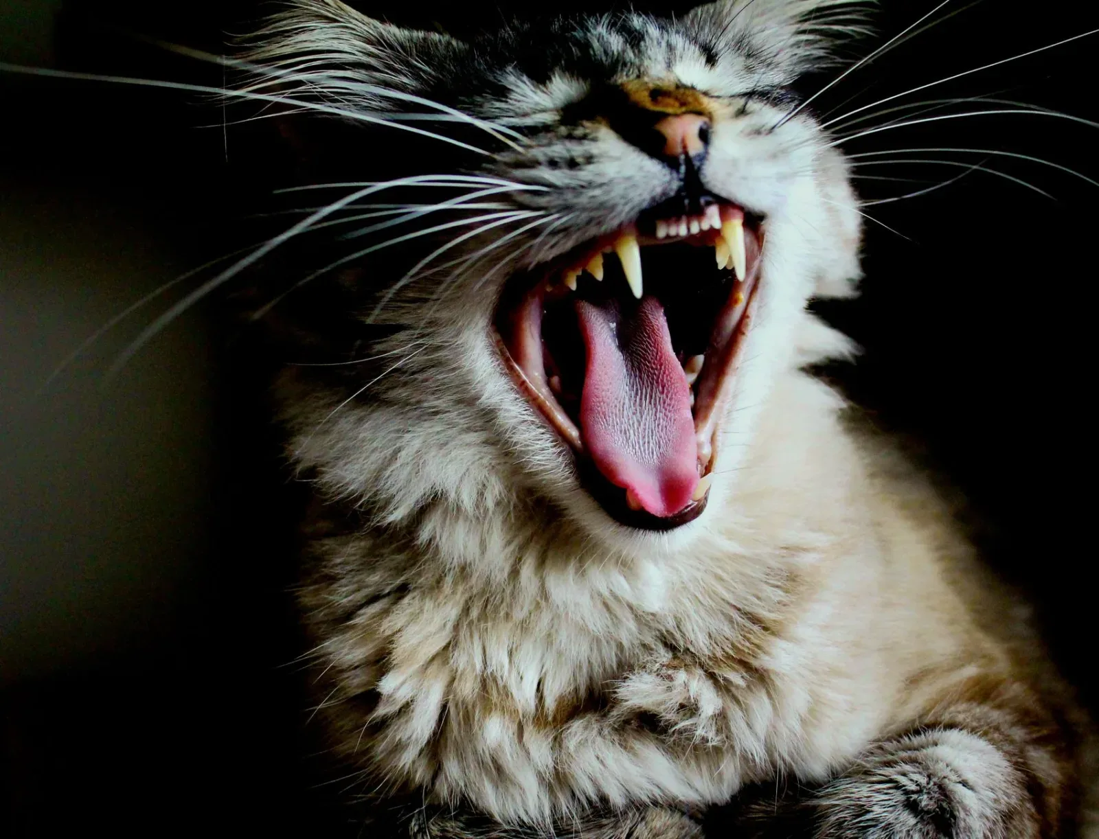 Dental Disease in Cats: The Silent Problem
