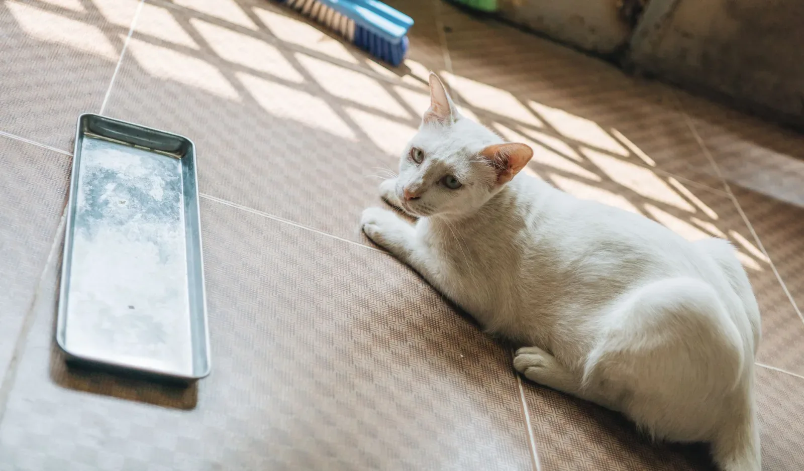 Litter Box Problems: Causes and Solutions