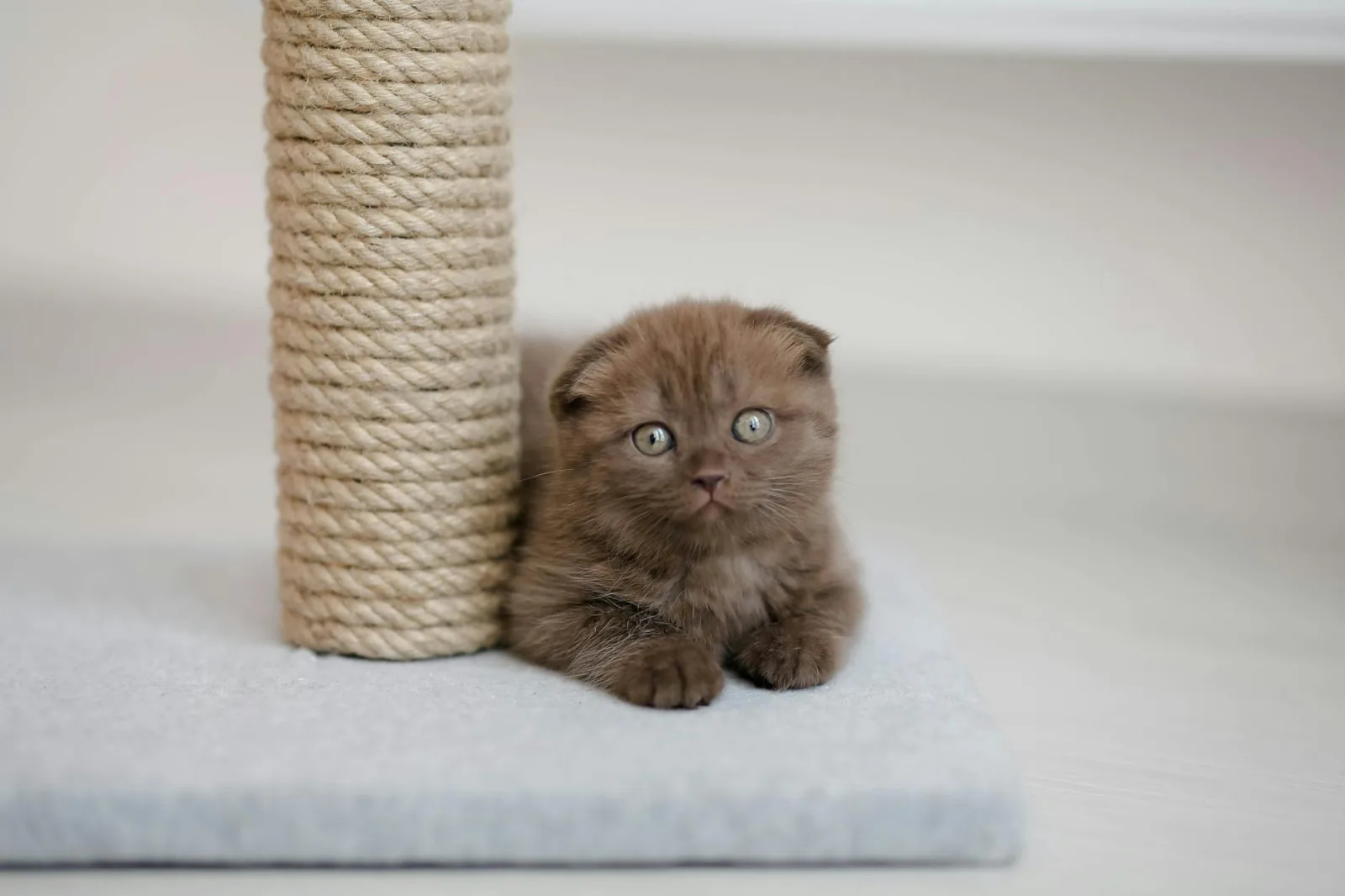 Stopping Destructive Scratching