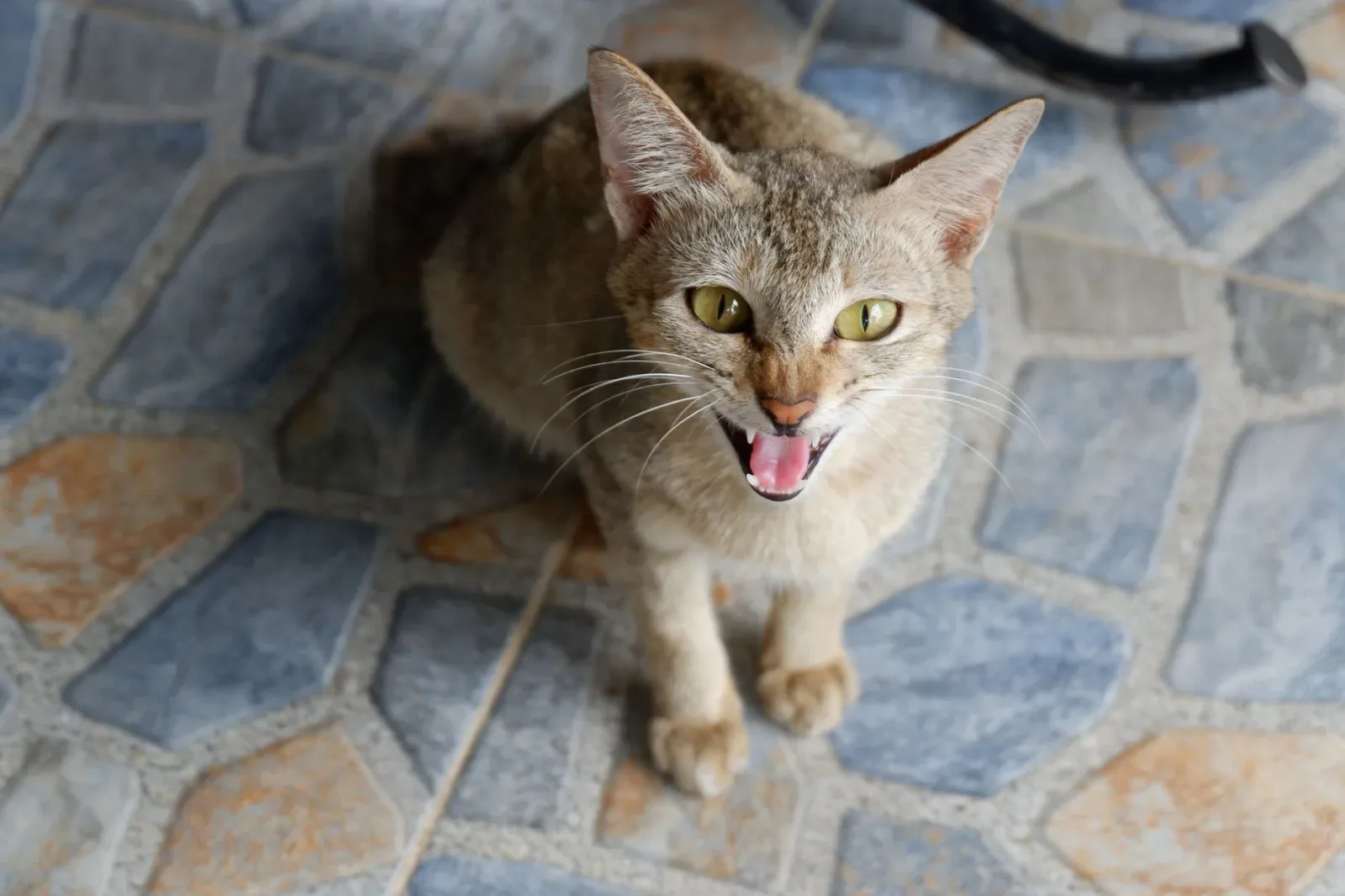 Why Is My Cat Aggressive? Understanding Cat Aggression