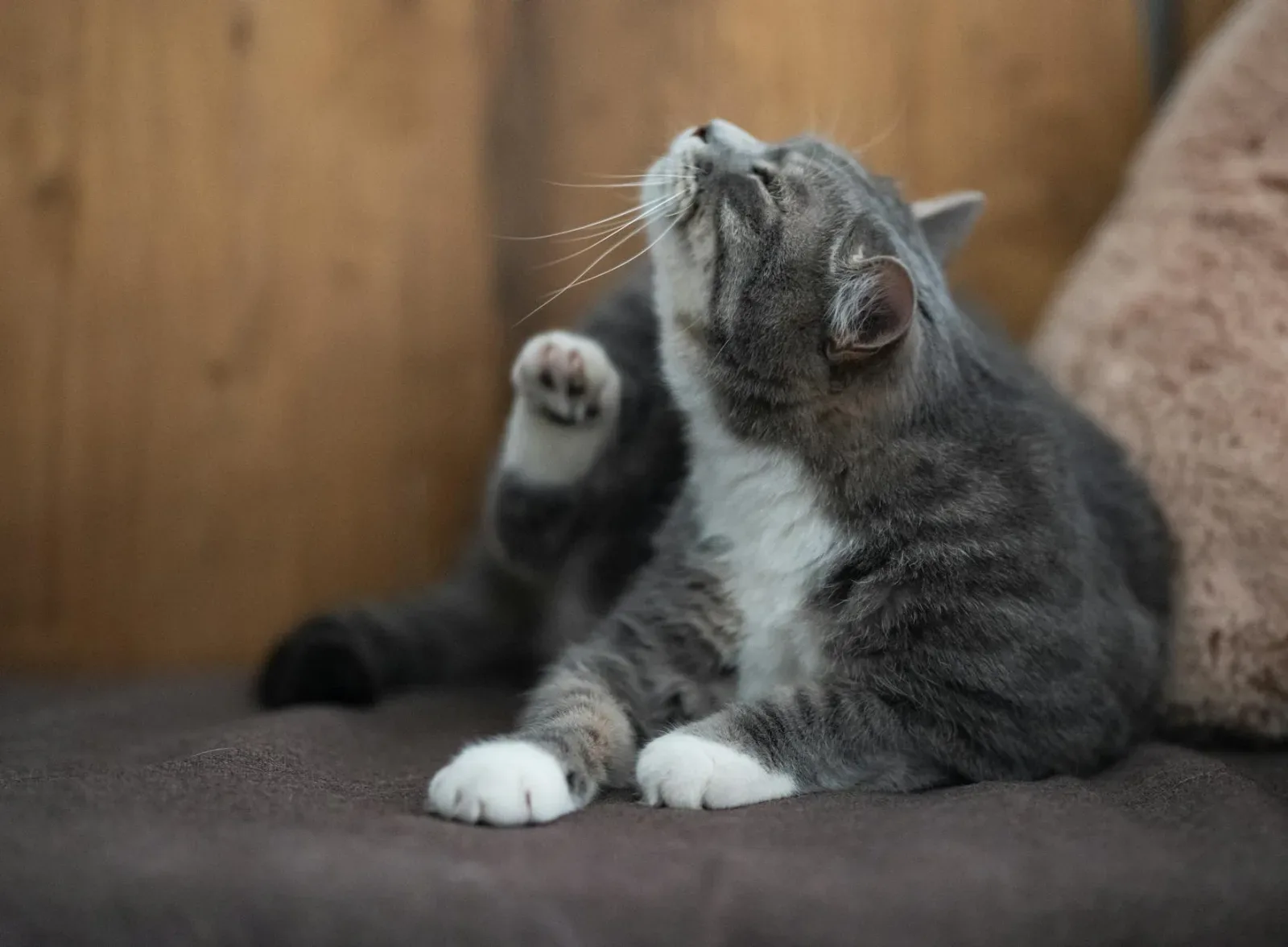 How to Spot Fleas on a Cat, Even an Indoor One
