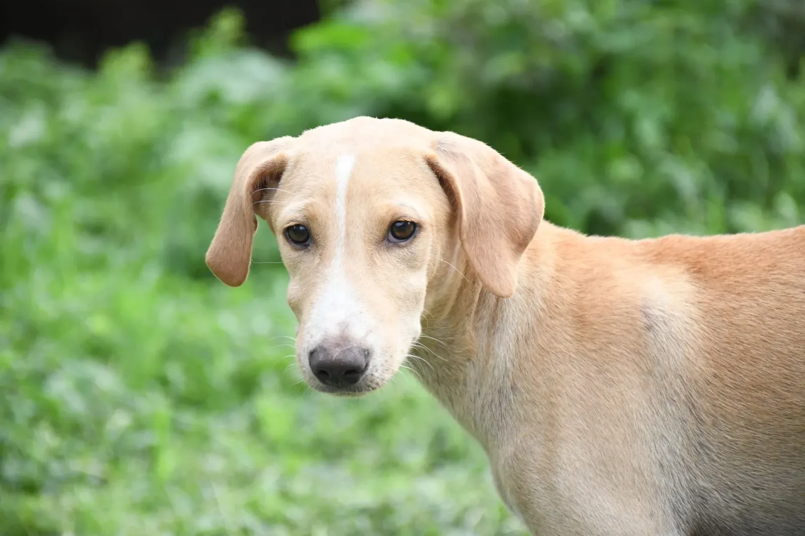 Chippiparai 10