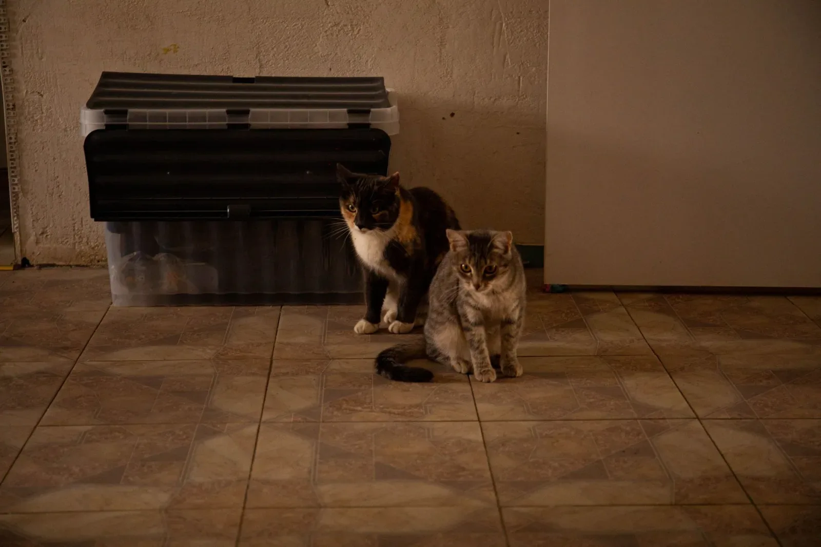 Treating Fleas in a Multi-Cat Household