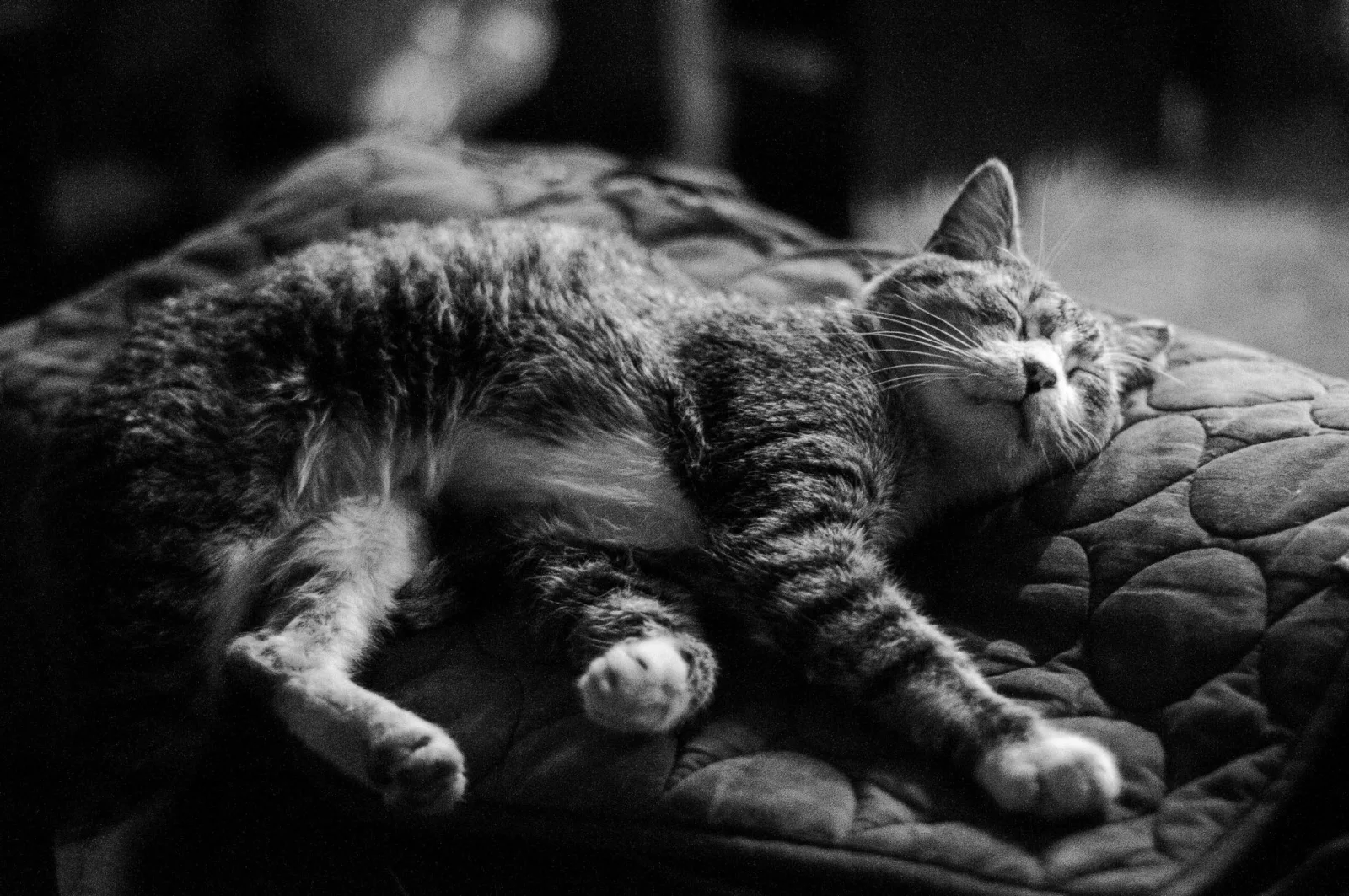 Tapeworms and Fleas: The Link Every Cat Owner Should Know
